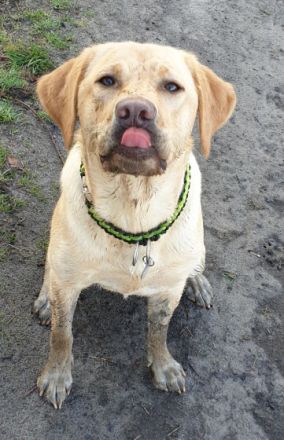 Bei uns suchen noch 5 blonde Hündinnen eine neue