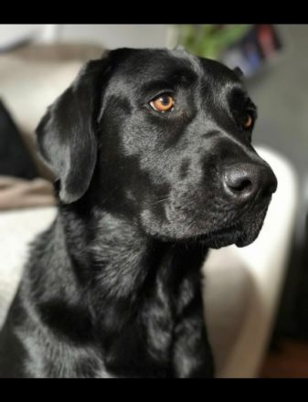 Bei uns suchen noch 5 blonde Hündinnen eine neue