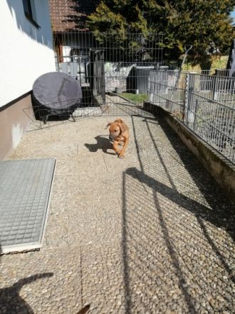 Essind aus unserem Wurf noch zwei Zwerge zu vergeben,