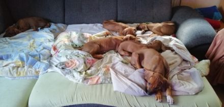 Essind aus unserem Wurf noch zwei Zwerge zu vergeben,