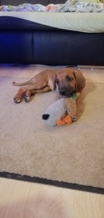 Essind aus unserem Wurf noch zwei Zwerge zu vergeben,