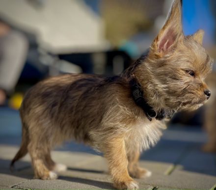 Liebe Hundefreunde, unsere reinrassige Yorkshire
