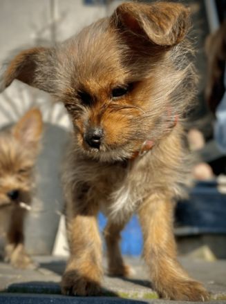 Liebe Hundefreunde, unsere reinrassige Yorkshire