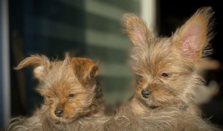 Liebe Hundefreunde, unsere reinrassige Yorkshire