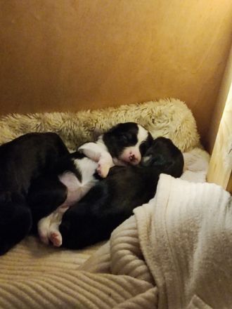 Am 20.02.2022 hat unsere Maus fünf zuckersüße Bolonka