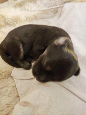 Am 20.02.2022 hat unsere Maus fünf zuckersüße Bolonka