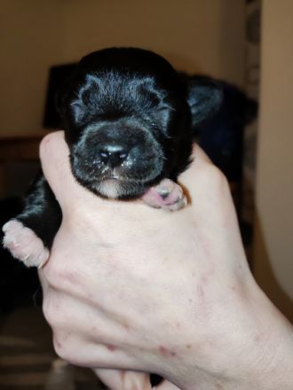 Am 20.02.2022 hat unsere Maus fünf zuckersüße Bolonka