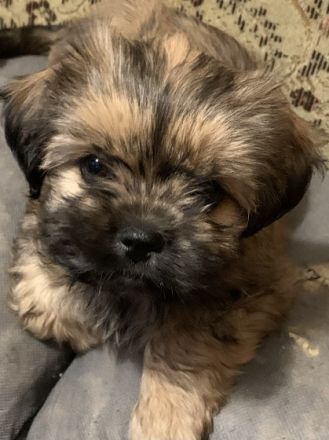 Biete hier aus einer tollen Paarung vier wunderschöne