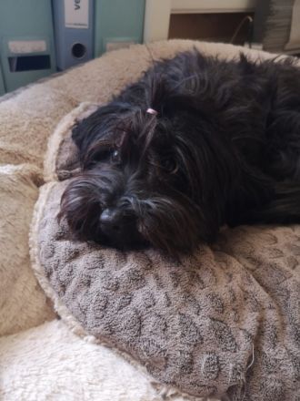 Biete hier aus einer tollen Paarung vier wunderschöne