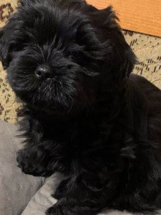 Biete hier aus einer tollen Paarung vier wunderschöne