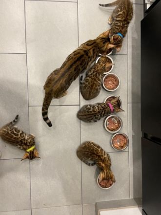 Am 19.12.2021 erblickten fünf wunderschöne Bengalkitten