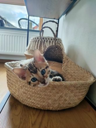 Am 19.12.2021 erblickten fünf wunderschöne Bengalkitten