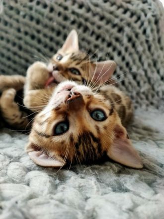 Am 19.12.2021 erblickten fünf wunderschöne Bengalkitten