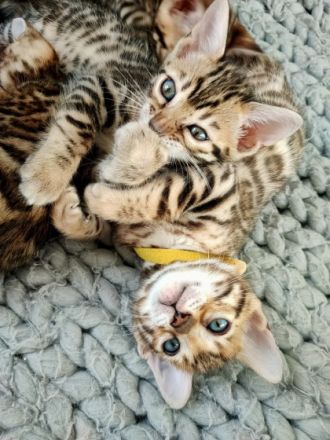 Am 19.12.2021 erblickten fünf wunderschöne Bengalkitten