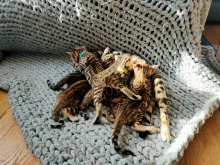 Am 19.12.2021 erblickten fünf wunderschöne Bengalkitten