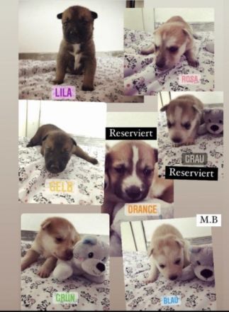 Belgischer Schäferhund/Siberian Husky, Mischlingswelpen