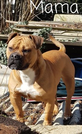 OEB Welpen suchen ein neues Zuhause. Es sind zwei Rüden