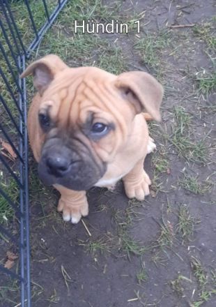 OEB Welpen suchen ein neues Zuhause. Es sind zwei Rüden