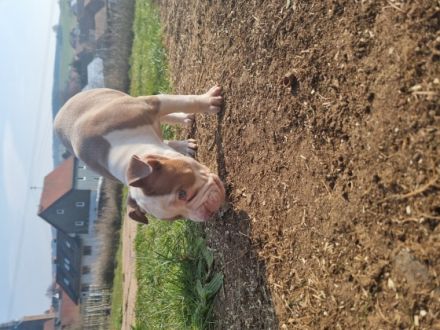 Wir haben aus der Verpaarung Lilo und Sam am 04.01.22