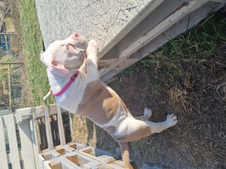 Wir haben aus der Verpaarung Lilo und Sam am 04.01.22