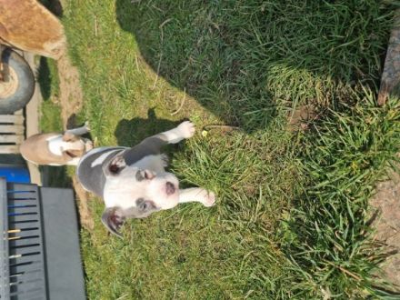 Wir haben aus der Verpaarung Lilo und Sam am 04.01.22