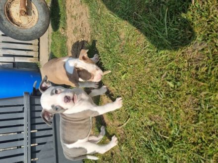 Wir haben aus der Verpaarung Lilo und Sam am 04.01.22