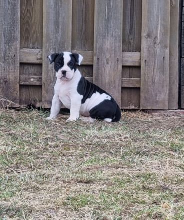 Wir haben aus der Verpaarung Lilo und Sam am 04.01.22