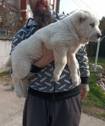 Hundezucht „Ivan Jelic“ seit über 10 Jahren mit Liebe