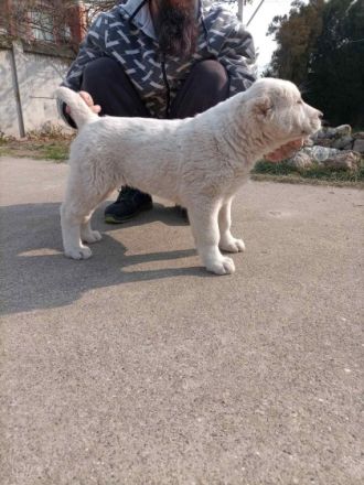 Hundezucht „Ivan Jelic“ seit über 10 Jahren mit Liebe