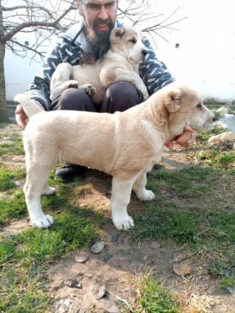 Hundezucht „Ivan Jelic“ seit über 10 Jahren mit Liebe