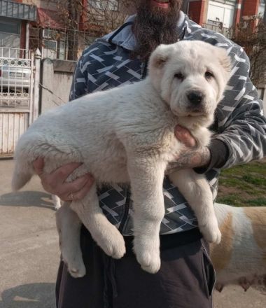 Hundezucht „Ivan Jelic“ seit über 10 Jahren mit Liebe