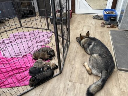 Hallo Hundeliebhaber! Wir sind vier Mädels und ein Bub