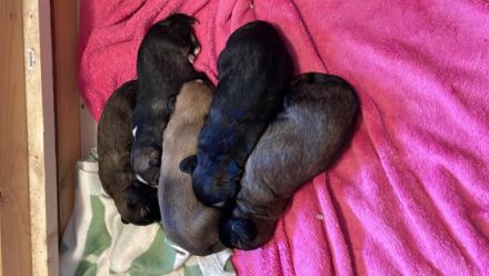 Hallo Hundeliebhaber! Wir sind vier Mädels und ein Bub