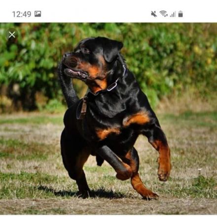 Deckrüde Rottweiler, Rottweiler, Welpen