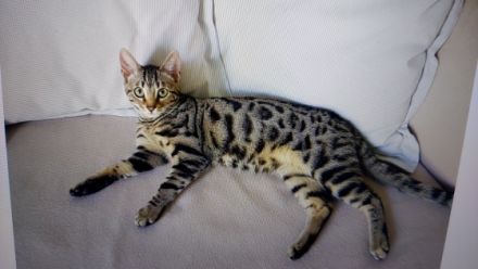 Lexi, Verkaufe unsere junge B e n g a l Katze. Die