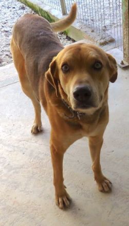 Nesta (Mischling, männlich, Schäferhund-X)