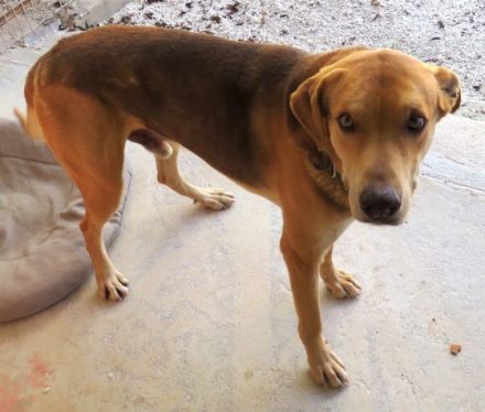 Nesta (Mischling, männlich, Schäferhund-X)