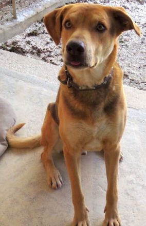 Nesta (Mischling, männlich, Schäferhund-X)