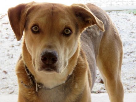 Nesta (Mischling, männlich, Schäferhund-X)