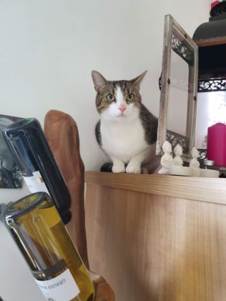 Chappy und Percy, Hallo, Leider muss ich aus