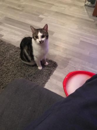 Chappy und Percy, Hallo, Leider muss ich aus