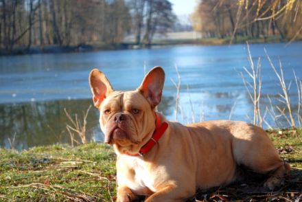 Luna, Hündin sucht neues Zuhause Verträglich mit