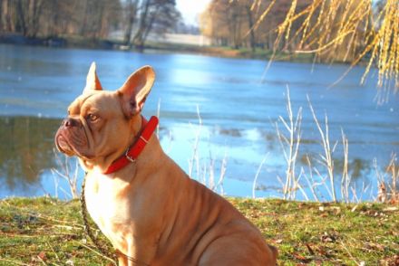 Luna, Hündin sucht neues Zuhause Verträglich mit