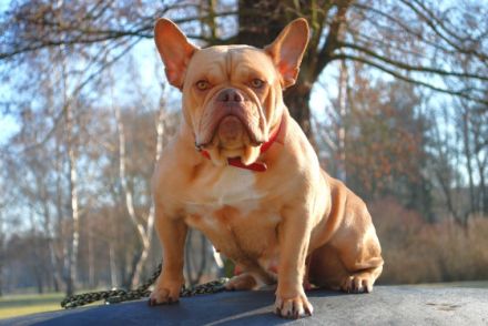 Luna, Hündin sucht neues Zuhause Verträglich mit