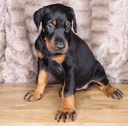 Dobermannwelpen zu verkaufen Ein mächtiger Auftritt.