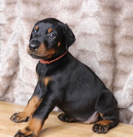 Dobermannwelpen zu verkaufen Ein mächtiger Auftritt.