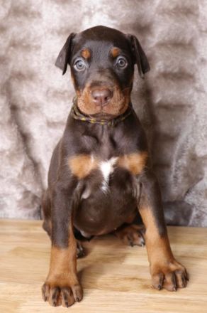 Dobermannwelpen zu verkaufen Ein mächtiger Auftritt.