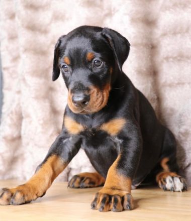 Dobermannwelpen zu verkaufen Ein mächtiger Auftritt.