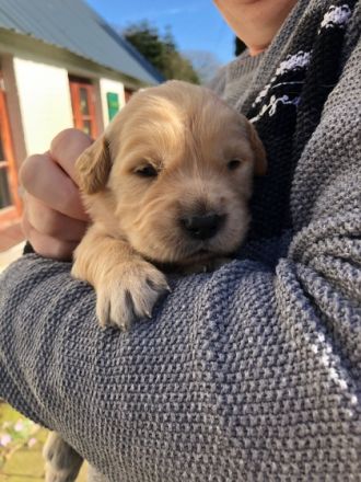 HALLO Biete wunderschöne reinrassige Golden Retriever