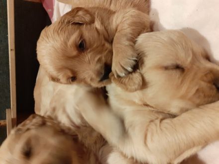 HALLO Biete wunderschöne reinrassige Golden Retriever